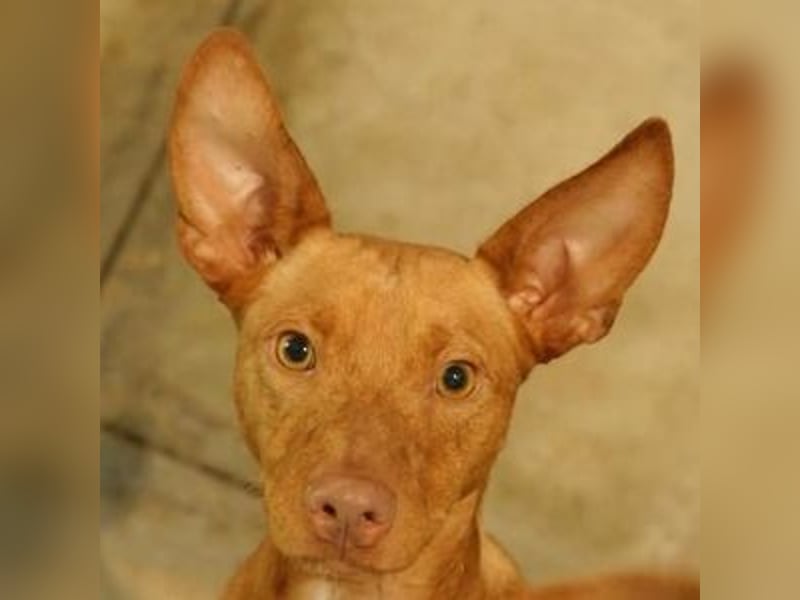 Dobby (Spanien) – Aktiver Wirbelwind sucht dynamische Familie