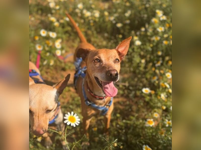 Petunia (Spanien) - blüht beim freien Spiel im Auslauf auf