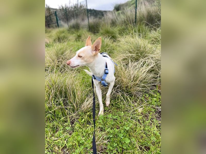 Sevanthi (Spanien) - ruhige, sehr schüchterne Podenco-Hündin