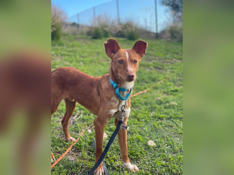 Perico (Spanien - fröhlicher Podencomischling mit lustigen Knickohren.