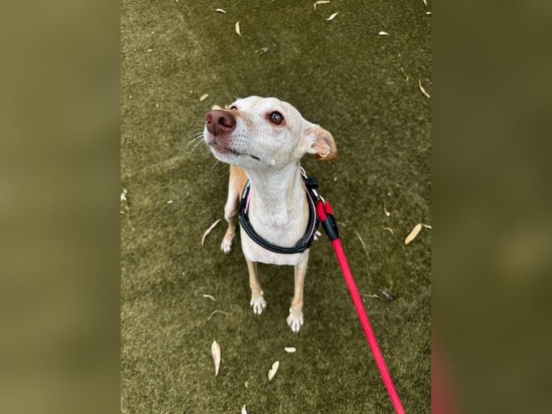 Lucia (Spanien) – zartes Herz sucht einfühlsames Zuhause