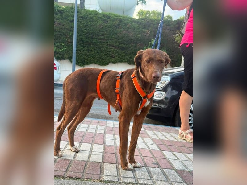 Latina (Spanien) – sanfte Podenco-Dame sucht ein ruhiges Zuhause