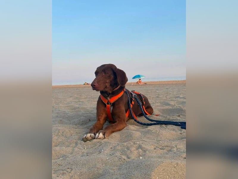 Latina (Spanien) – sanfte Podenco-Dame sucht ein ruhiges Zuhause