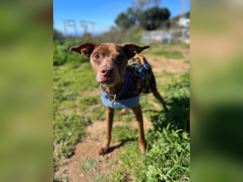 Fito (Spanien) – der süße Podenco-Mischling wird sich auch in dein Herz wedeln