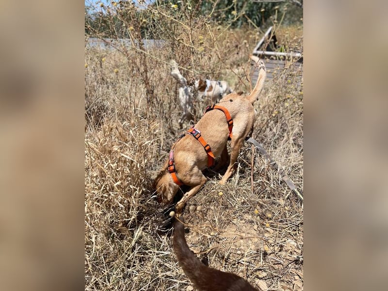 Thelma (Spanien) – eine ausgeglichene Seele sucht ihr Glück
