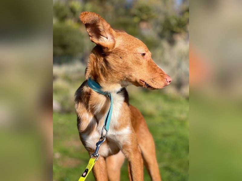 Perico (Spanien - fröhlicher Podencomischling mit lustigen Knickohren.