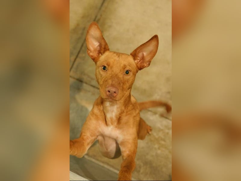 Dobby (Spanien) – Aktiver Wirbelwind sucht dynamische Familie