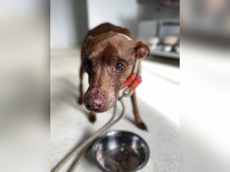 Fito (Spanien) – der süße Podenco-Mischling wird sich auch in dein Herz wedeln