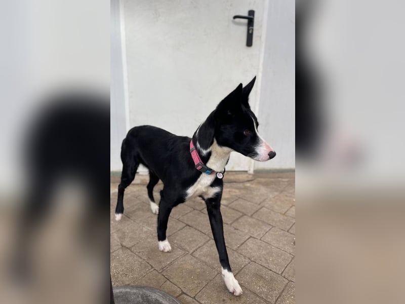 Ryan (Spanien) – lebensfroher Junghund sucht aktive Menschen