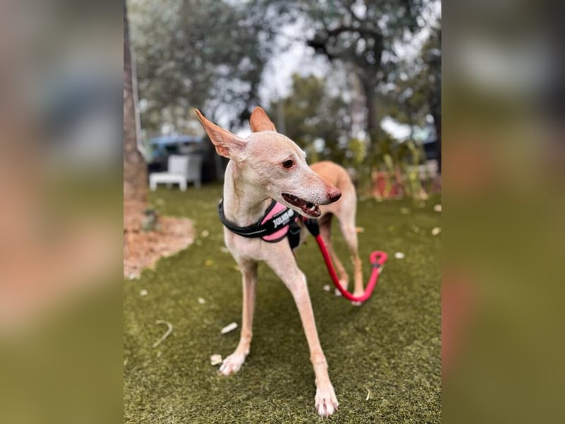 Lucia (Spanien) – zartes Herz sucht einfühlsames Zuhause