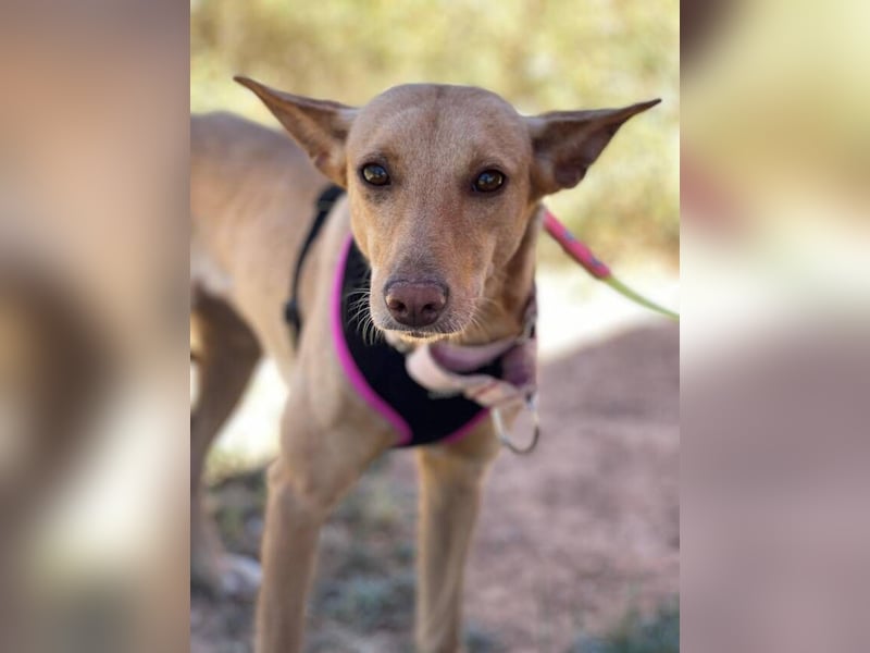 Thelma (Spanien) – eine ausgeglichene Seele sucht ihr Glück
