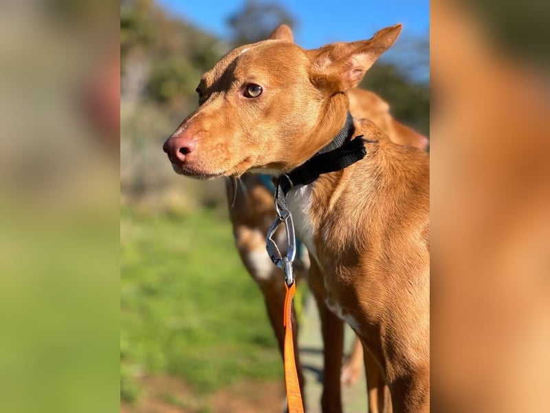 Philippe (Spanien) - ein noch sehr unsicherer, zurückhaltender Rüde