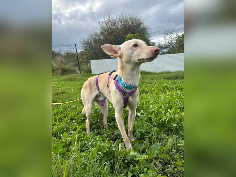 Maus (Spanien) - ein sensibler, unglaublich lieber kleiner Rüde