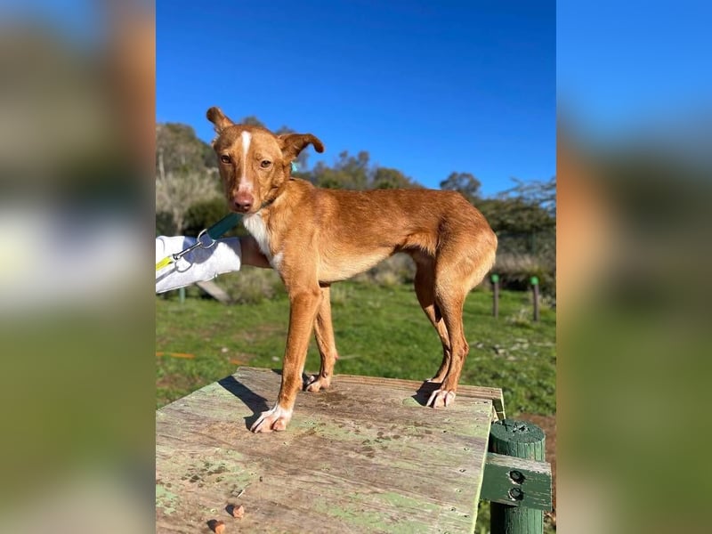 Perico (Spanien - fröhlicher Podencomischling mit lustigen Knickohren.