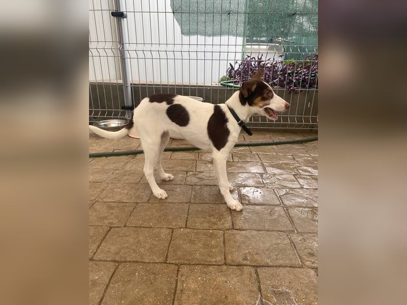 Lisa (Spanien -  fröhliches, neugieriges Hundekind