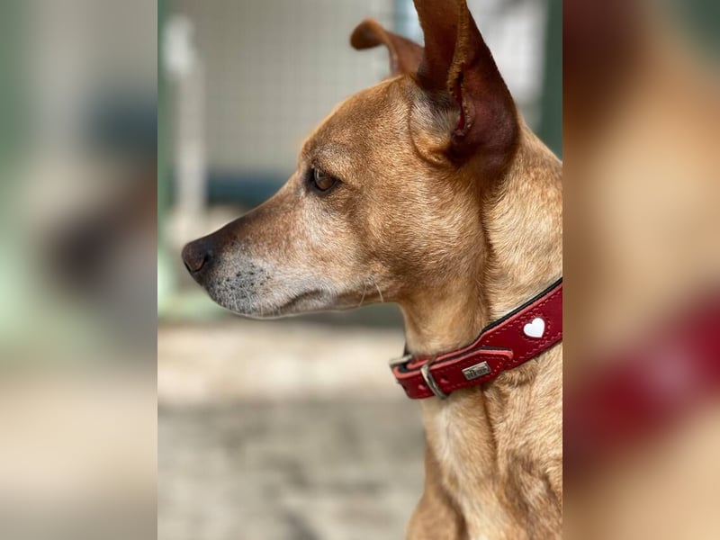Petunia (Spanien) - blüht beim freien Spiel im Auslauf auf