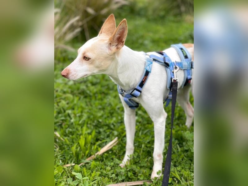 Sevanthi (Spanien) - ruhige, sehr schüchterne Podenco-Hündin