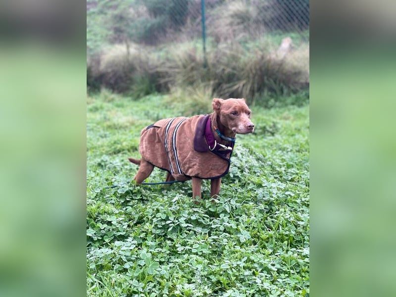 Fito (Spanien) – der süße Podenco-Mischling wird sich auch in dein Herz wedeln