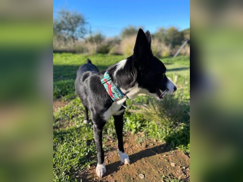 Ryan (Spanien) – lebensfroher Junghund sucht aktive Menschen