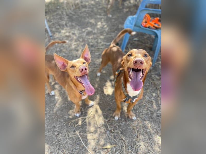 Tinkiwinki (Spanien) - charmante Wurst auf Beinen