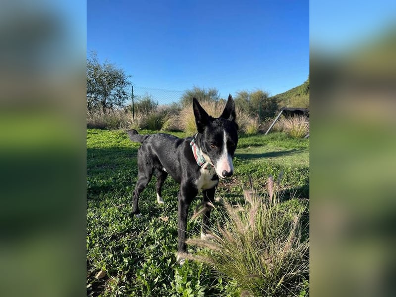 Ryan (Spanien) – lebensfroher Junghund sucht aktive Menschen