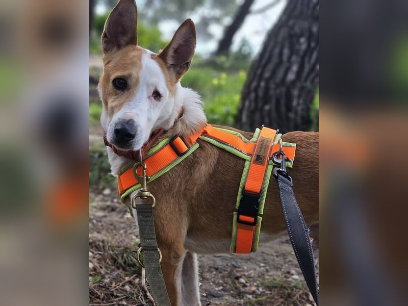 Lopez (Spanien) - menschenbezogener Mischling
