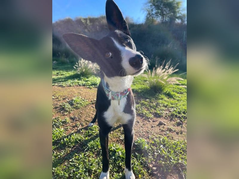 Ryan (Spanien) – lebensfroher Junghund sucht aktive Menschen