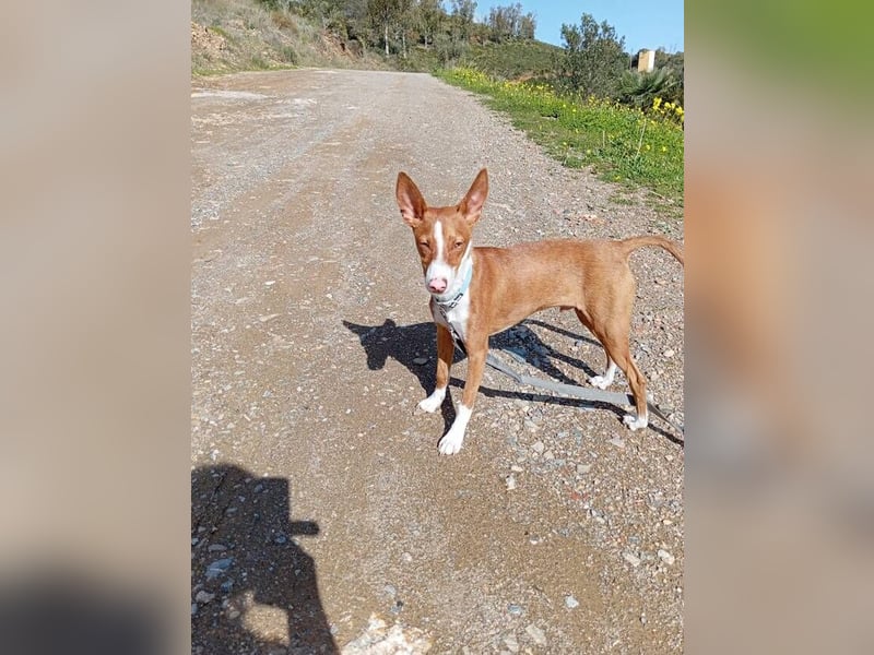 Pepe (Spanien) - kleiner Abenteurer