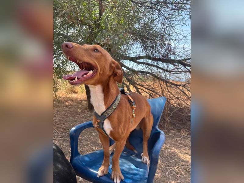 Tinkiwinki (Spanien) - charmante Wurst auf Beinen