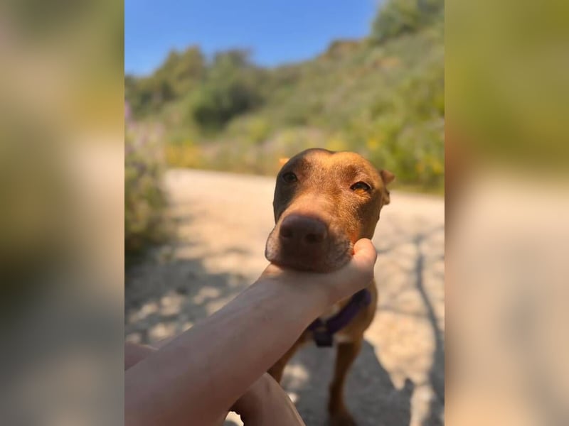 Rhesi (Spanien) – feinfühlige Seele sucht ihr sicheres Zuhause