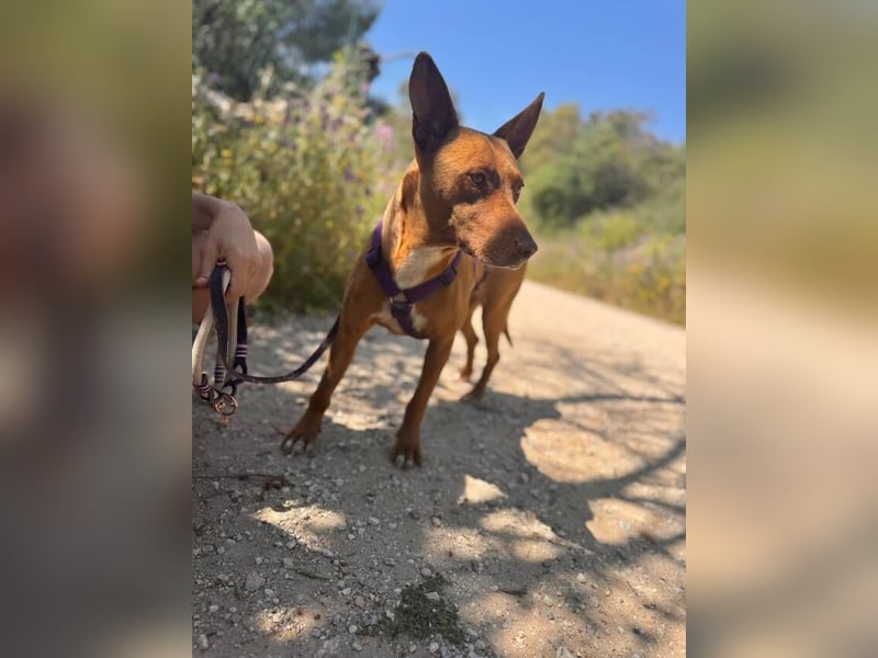 Rhesi (Spanien) – feinfühlige Seele sucht ihr sicheres Zuhause