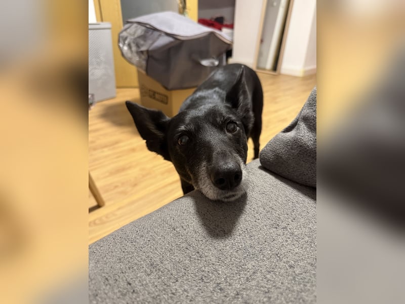 Nelia sucht ein neues Zuhause