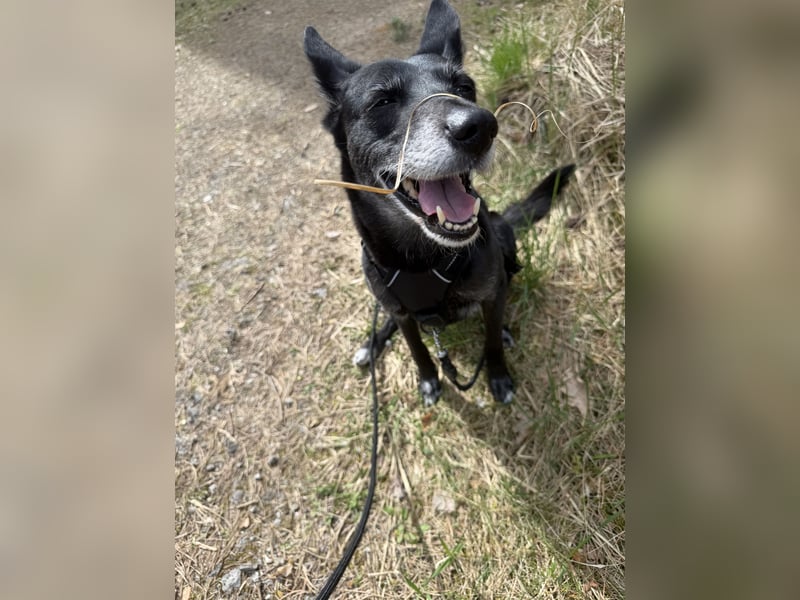 Nelia sucht ein neues Zuhause