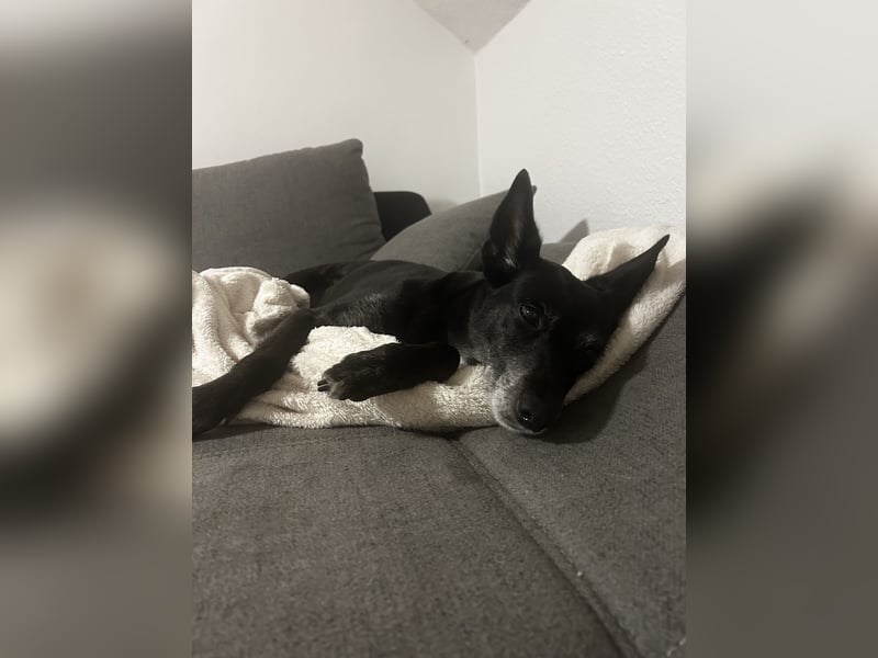 Nelia sucht ein neues Zuhause