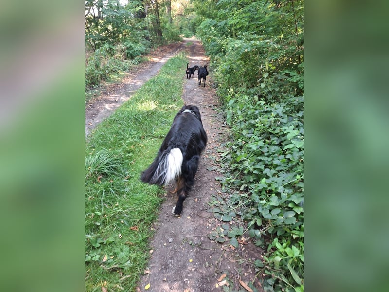 Nelia sucht ein neues Zuhause