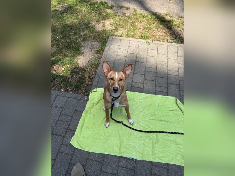 Podenco Mischling sucht neues Zuhause