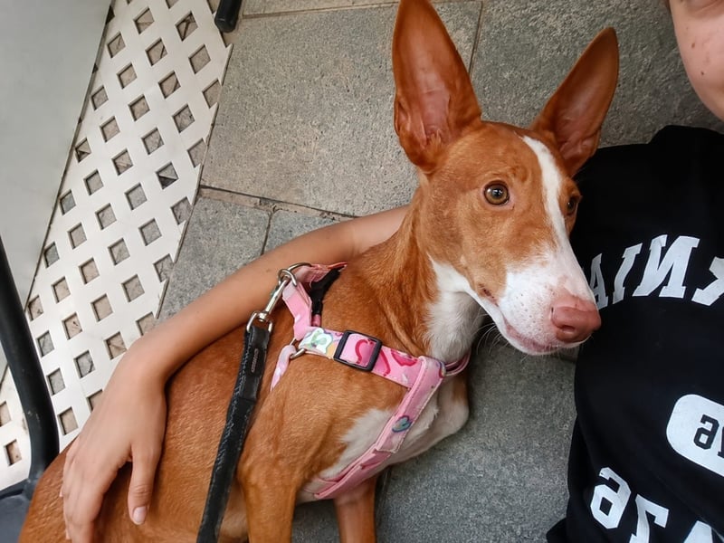Lulu