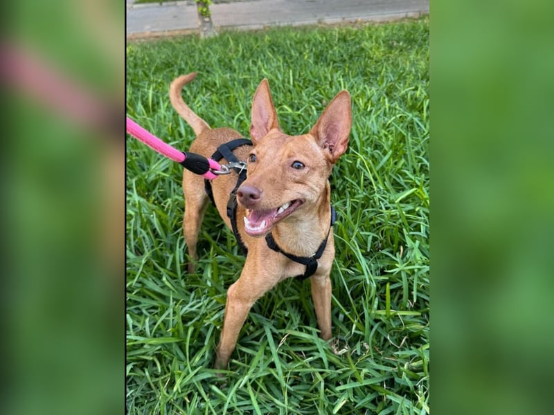 Nico