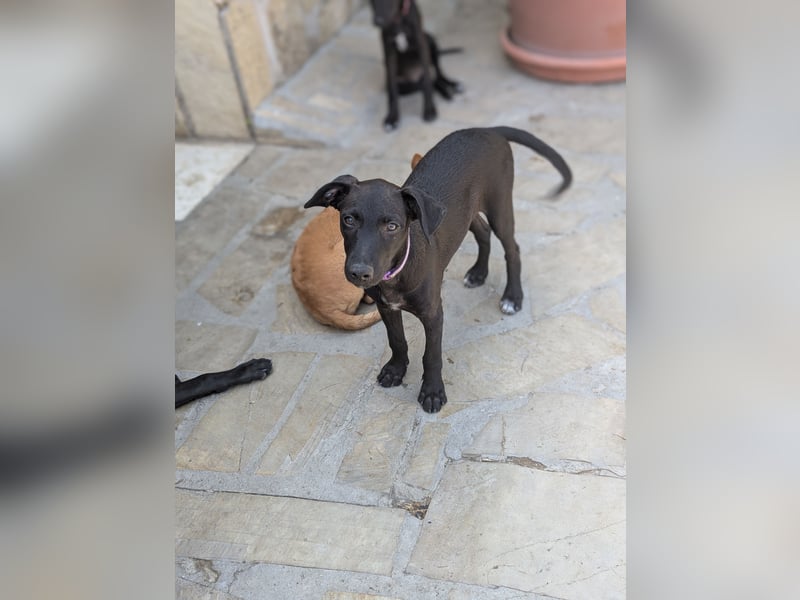 Die zuckersüße COOKIE sucht Dich!