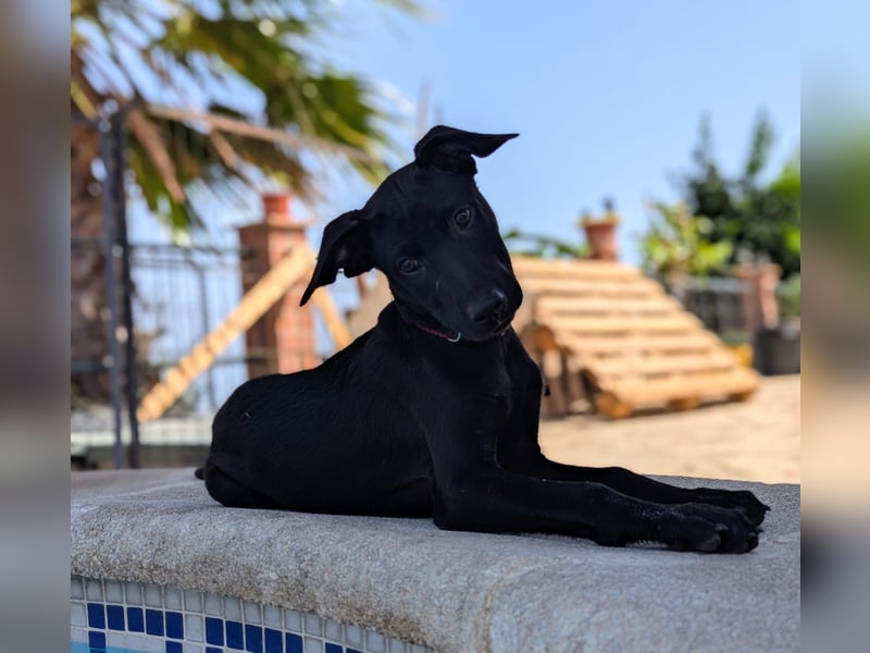 BRUNA sucht ihre Familie zum Kuscheln!