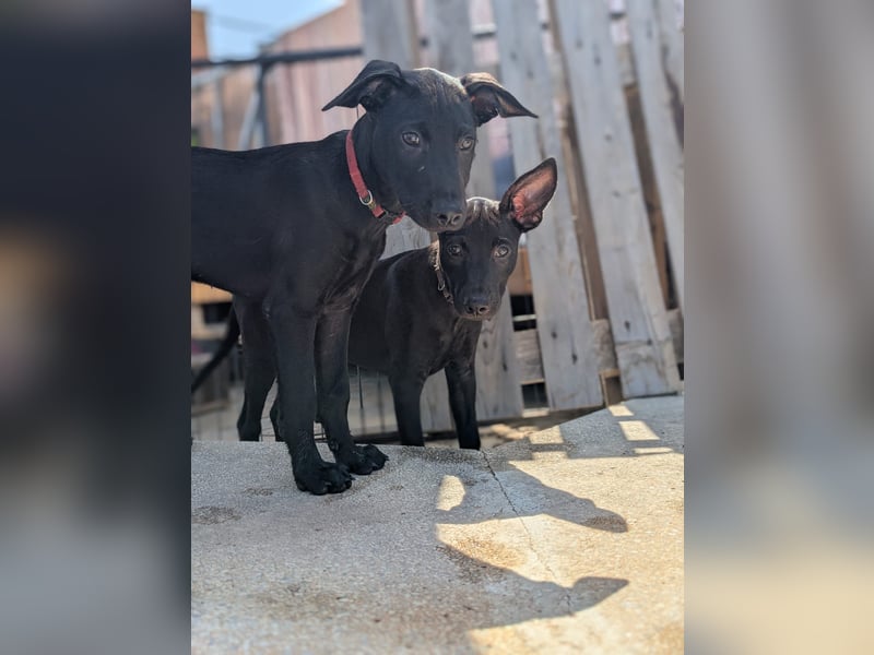 BRUNA sucht ihre Familie zum Kuscheln!