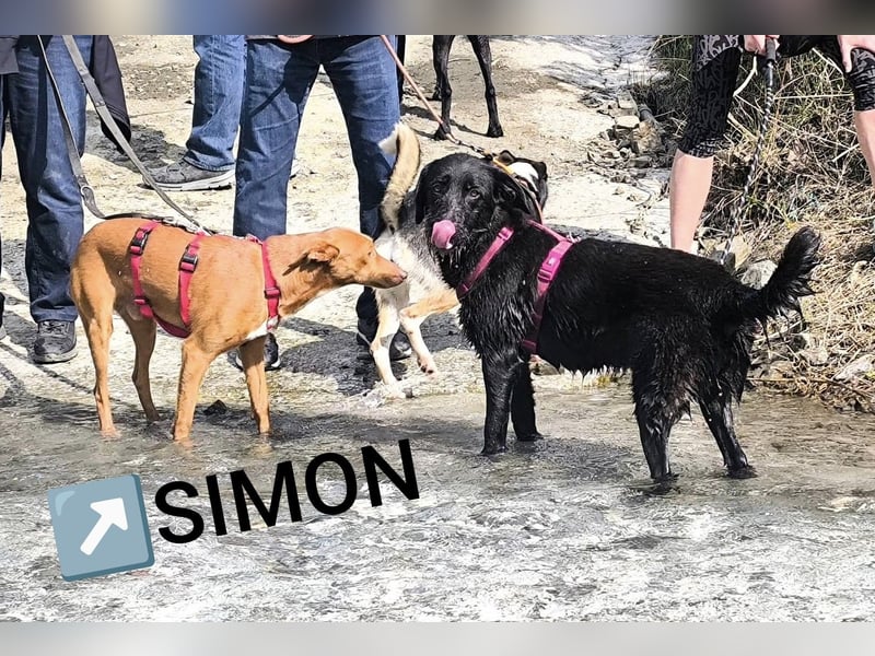 SIMON möchte bei seinem Menschen einziehen