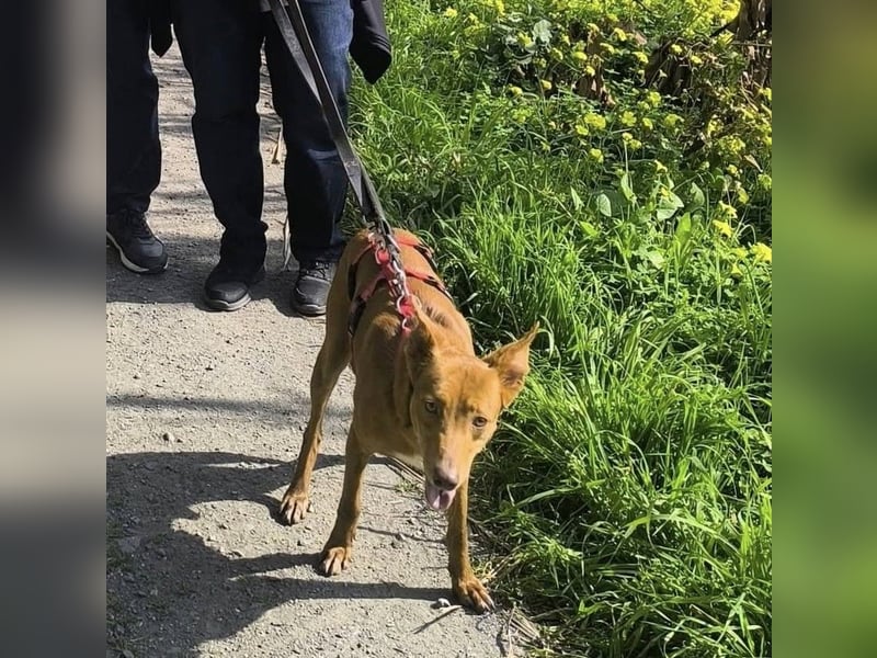 SIMON möchte bei seinem Menschen einziehen