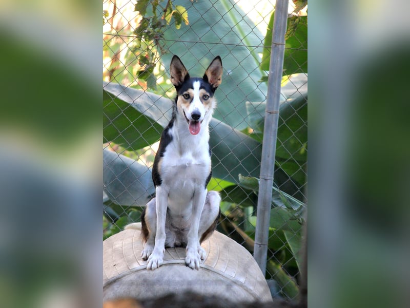 Knutschkugel SNAP sucht liebevolles Zuhause