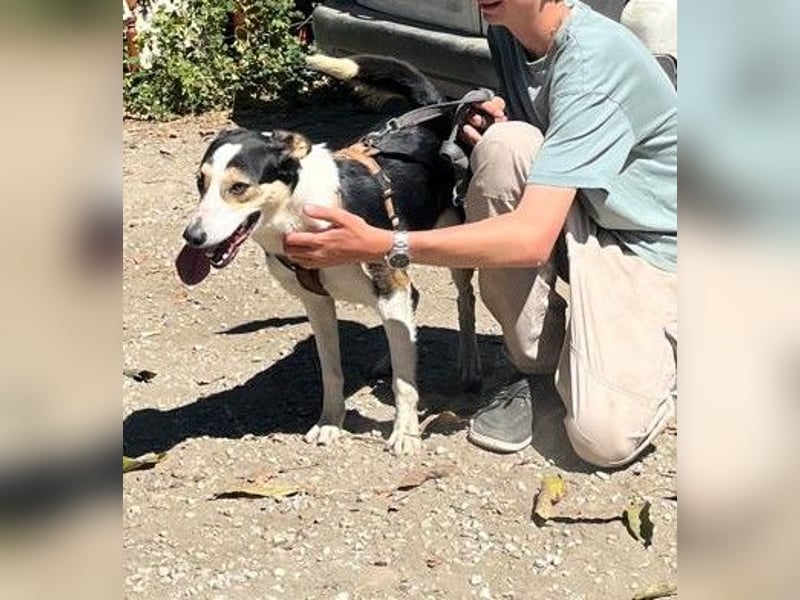 Knutschkugel SNAP sucht liebevolles Zuhause