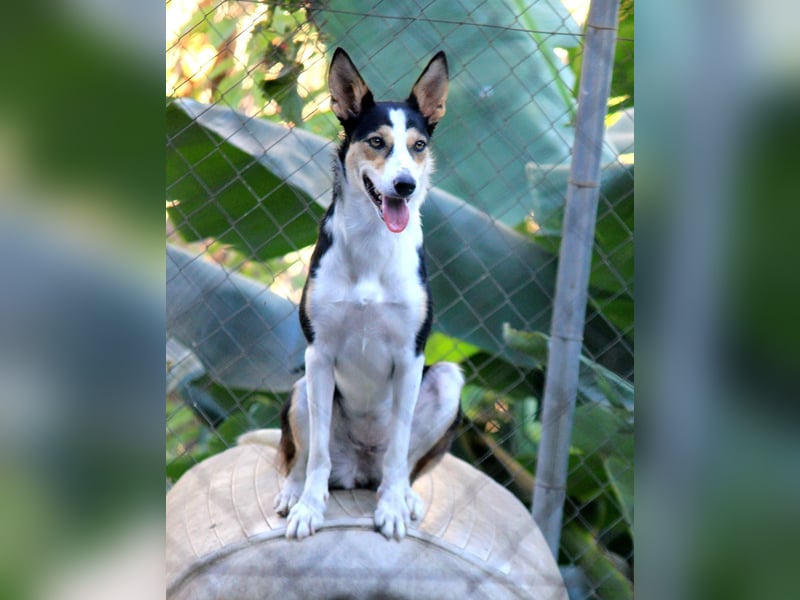 Knutschkugel SNAP sucht liebevolles Zuhause