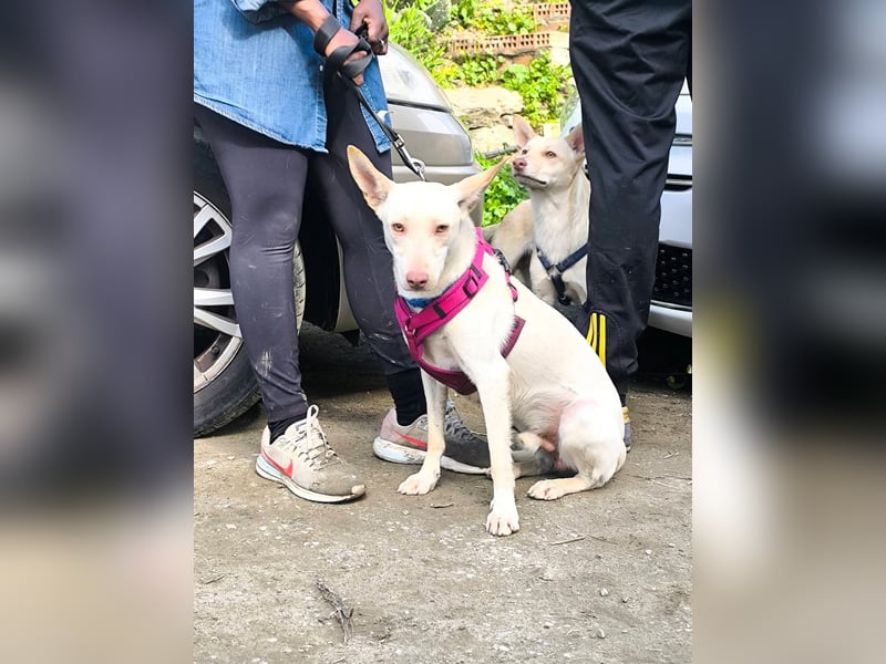 Wundervoller NELSON sucht Herzensmensch