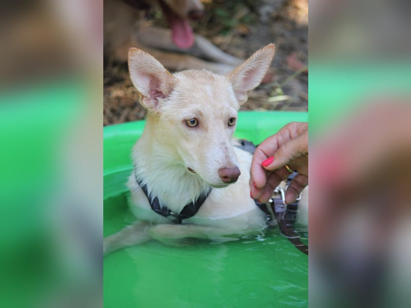 Herzenshund Nasser wartet auf dich