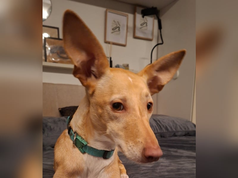 Kinsi sucht ihr Für-Immer-Zuhause