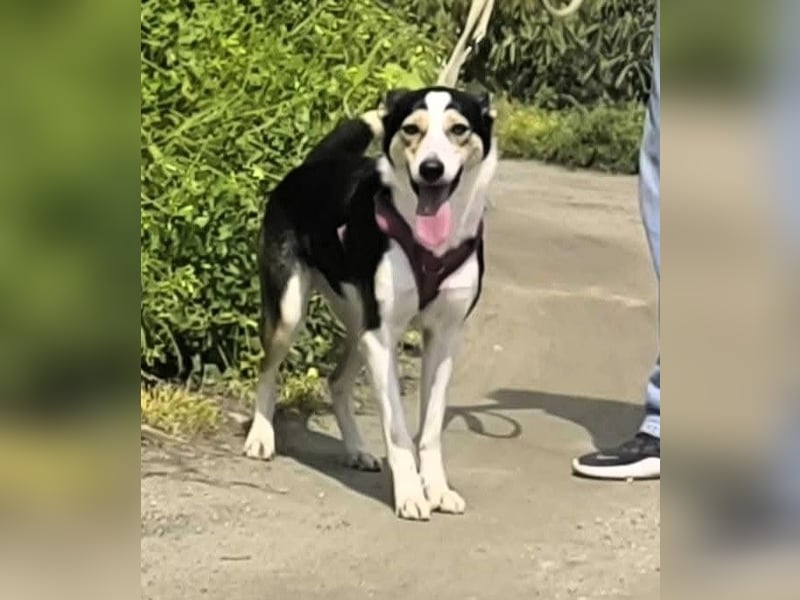 Knutschkugel SNAP sucht liebevolles Zuhause